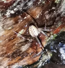 Pityohyphantes phrygianus