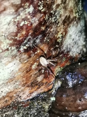 Pityohyphantes phrygianus