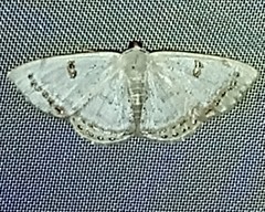 Argyrotome prospectata