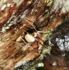 Pityohyphantes phrygianus