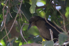 Quiscalus mexicanus