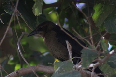 Quiscalus mexicanus