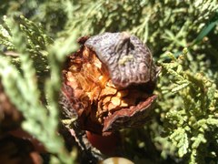 Cupressus guadalupensis