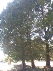 Cupressus guadalupensis