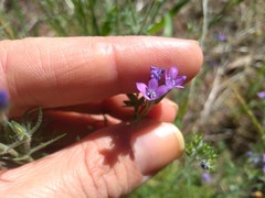 Gilia nevinii