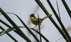 Geothlypis poliocephala