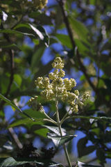 Buddleja bullata