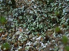 Stereocaulon condensatum