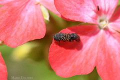 Acmaeodera ruficaudis