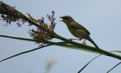 Geothlypis poliocephala