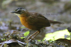 Pellorneum capistratum