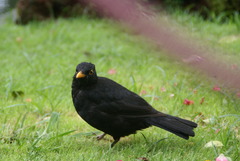 Turdus merula azorensis