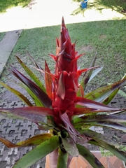 Tillandsia imperialis