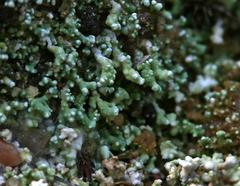 Stereocaulon condensatum