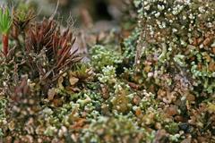 Stereocaulon condensatum