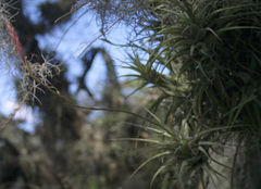 Tillandsia incarnata