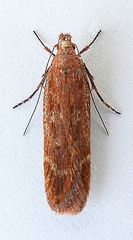 Gelechia panella