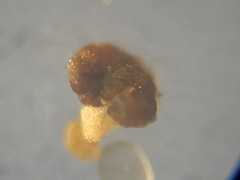 Globothalamea
