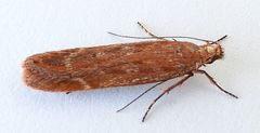 Gelechia panella