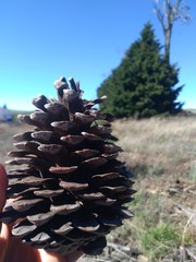 Pinus radiata binata