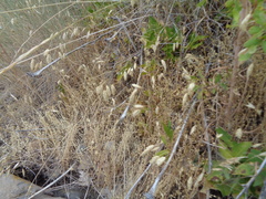 Bromus briziformis