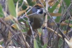 Suthora nipalensis ripponi