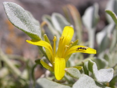 Physaria kingii