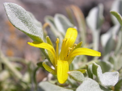 Physaria kingii