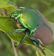 Cotinis laticornis