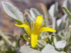 Physaria kingii