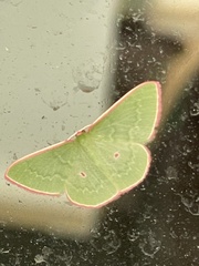 Chlorocoma cadmaria