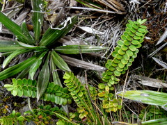 Veronica canterburiensis