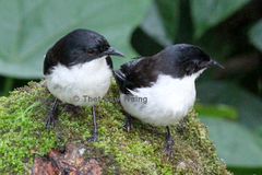 Dark-Backed Sibia photo 2