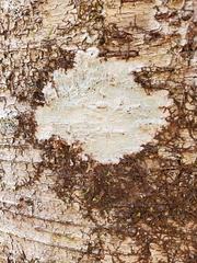 Phlyctis boliviensis