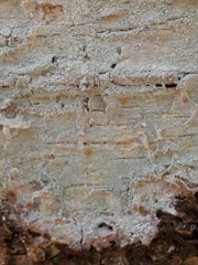 Phlyctis boliviensis