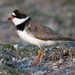 Semipalmated Plover - Photo (c) Mark Peck, some rights reserved (CC BY-NC-SA)