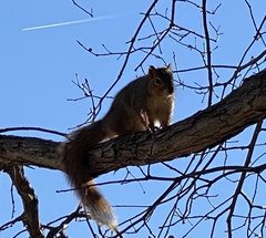 Sciurus niger