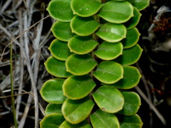 Veronica canterburiensis