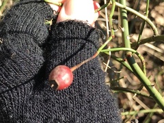 Rosa arvensis