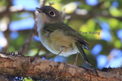 Pteruthius xanthochlorus