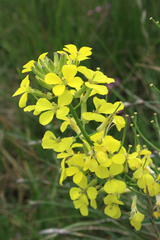 Erysimum rhaeticum