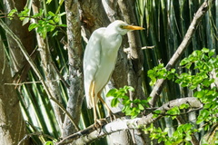 Bubulcus ibis