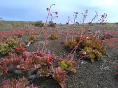 Cistanthe guadalupensis