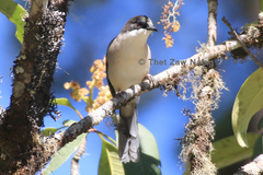 Grey Sibia photo 2