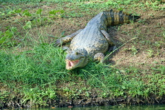 Caiman crocodilus