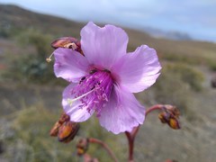 Cistanthe guadalupensis