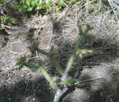 Opuntia aequatorialis