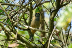 Stilpnia cayana