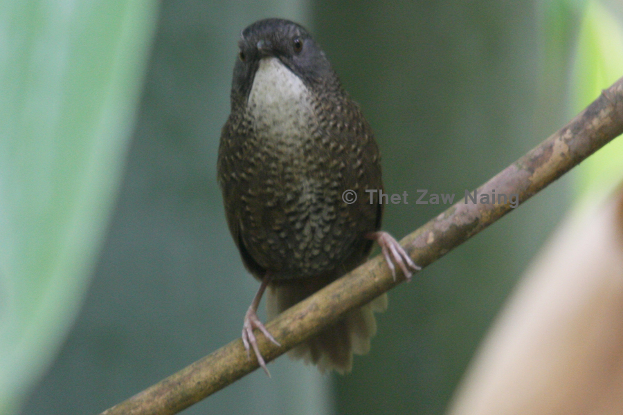 Gray-bellied Wren-Babbler photo