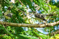 Mimus gilvus